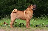 SHAR-PEI 980